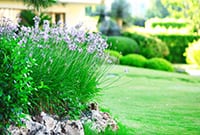 Landscaping and Garden services