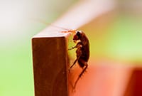 Pest Control Services